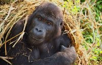 GRACE is het enige opvangcentrum voor de grootste primaat ter wereld: de ernstig bedreigde Grauer gorilla. Adopteer een gorilla en geef ze een toekomst!