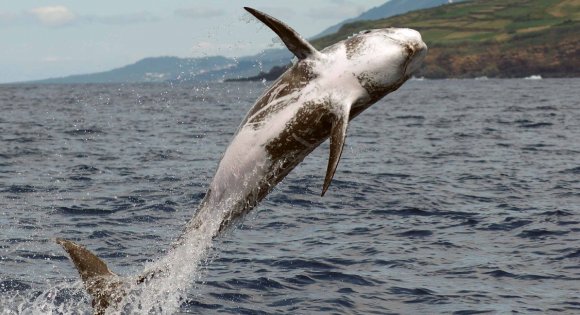 Onderzoek naar Risso’s dolfijnen en andere walvisachtigen bij het eiland Pico, met als uiteindelijk doel het instellen van een Marine Protected Area.