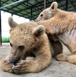 Bieders van veilingitem zetten beren uit
